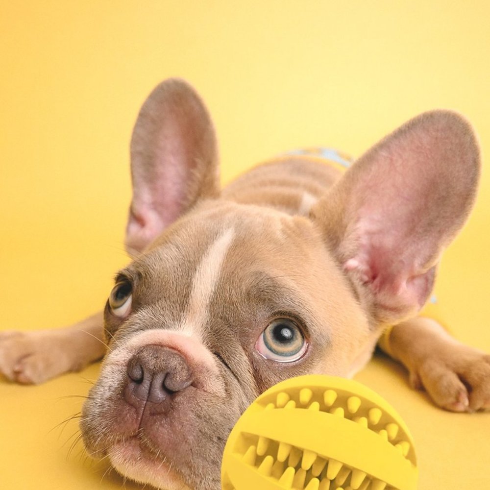 Cute Puppy Puzzle Teething Food Ball Toys